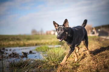 Portrait von einem deutschen schäferhund in der Natur. Schwarzer hirte hund draußen im Wald und beim See.