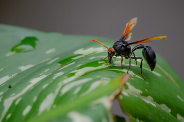 Wasp