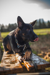 Portrait von einem deutschen schäferhund in der Natur. Schwarzer hirte hund draußen im Wald und beim See.