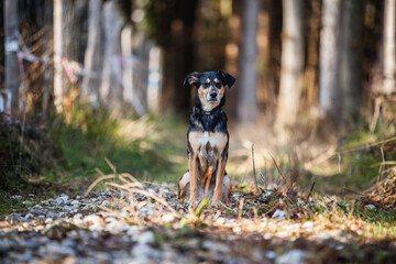 Portrait von einem Mischling Hund. Mixed Breed im Wald.