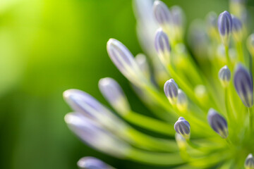 The background image of the colorful flowers