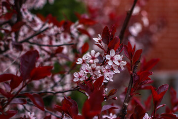 White and red flower in full bloom during the spring