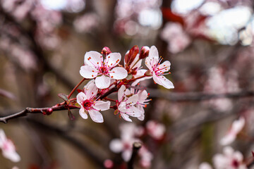 Up close to the white spring flowers and the buds