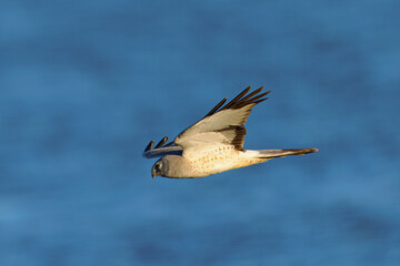Extremely close view of a male  hen harrier (Northern harrier)  flying in beautiful light, seen in the wild in North California