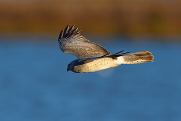 Extremely close view of a male  hen harrier (Northern harrier)  flying in beautiful light, seen in the wild in North California