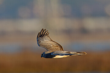 Extremely close view of a male  hen harrier (Northern harrier)  flying in beautiful light, seen in the wild in North California