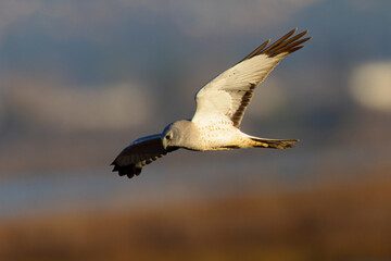 Extremely close view of a male  hen harrier (Northern harrier)  flying in beautiful light, seen in the wild in North California