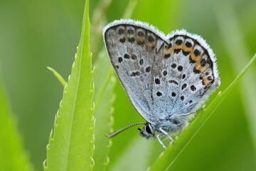 butterfly on a leaf