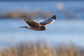 Extremely close view of a male  hen harrier (Northern harrier)  flying in beautiful light, seen in...