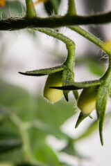 macro closeup of sprout or cluster of buds
  or fruits of tomatoes in new plant