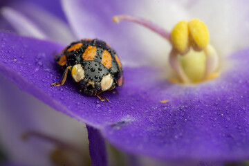 Seven-spotted ladybug on a purple violet. Macro.