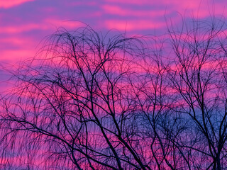 Obraz na płótnie Canvas Branches of trees with no leaves are silhouetted by a dramatic and colorful cloudy winter sunset sky.