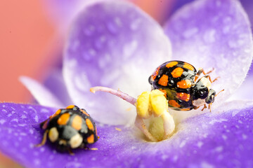 Seven-spotted ladybug on a purple violet. Macro.