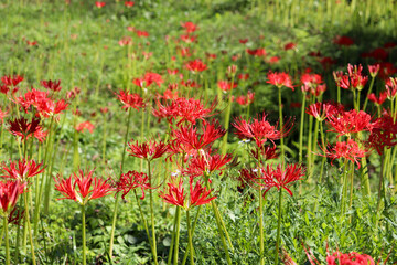 日本の秋の風景 ヒガンバナ 鮮やか 彼岸花 花 赤い
