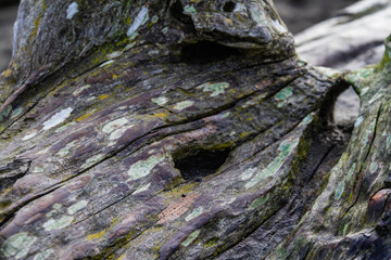 A close up of a very weathered and rough piece of driftwood that is still wet.