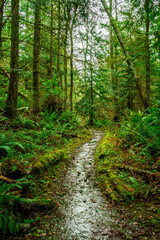 Fototapeta na wymiar A scenic forest hiking trail on Whidbey Island in the Pacific Northwest with lush vegetation.
