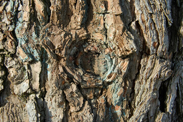 Bark and buds of the banyan 