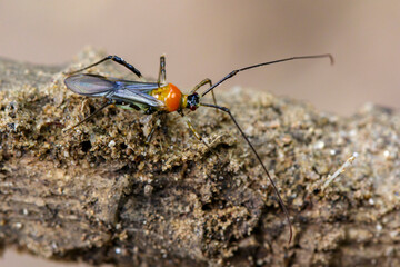 Image of an Assassin bug on nature background. Insect. Animal