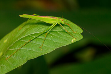 Image of green grasshopper (Small Green Leaf Katydid.,Orthelimaea leeuwenii) on green leaves. Insect. Animal