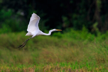 Image of Great Egret(Ardea alba) flying on the natural background. Heron, White Birds, Animal.
