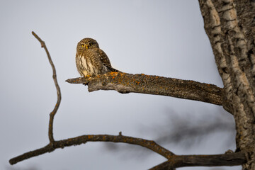 Northern Pygmy Owl (Glaucidium californicum) perched on a tree branch at sunset wildlife photography