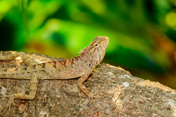 Image of brown chameleon on the tree on the natural background. Reptile. Animal.