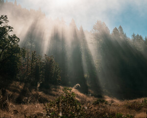 Spectacular god rays shining on a forest and meadow