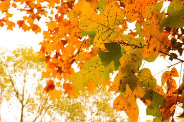 秋の風景 紅葉 葉っぱ オレンジ 枯れ葉 かわいい
