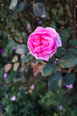 バラ 薔薇 ローズ ガーデン ピンク パープル 大輪