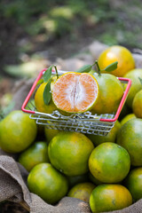 High angle view of fresh oranges fruit from field harvest in basket at the garden.