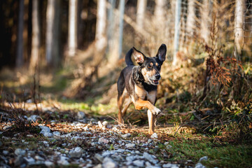 Portrait von einem Mischling Hund. Mixed Breed im Wald.