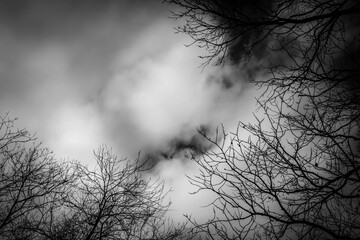 Portrait of Trees Against Sky