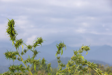 Mature buds on a cannabis plant used for extracting CBD oil with mountain is background.