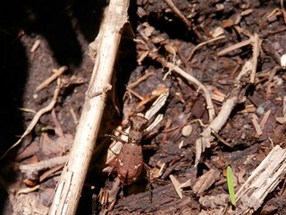 地面の上を歩くニワハンミョウ