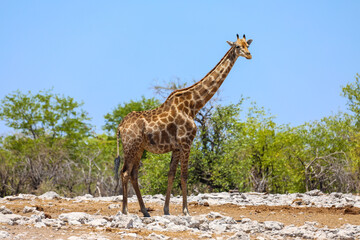 Lone giraffe standing in front of green trees in Etosha National Park