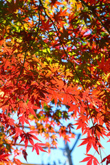 紅葉 もみじ 赤い 明るい 赤い 鮮やか