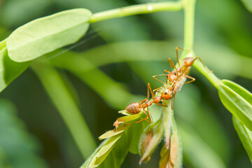 Red ants perched on a branch