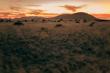 Dramatic light on african field at sunset