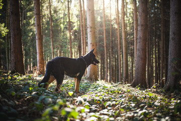 Portrait von einem deutschen sch&auml;ferhund in der Natur. Schwarzer hirte hund drau&szlig;en im Wald und beim See.