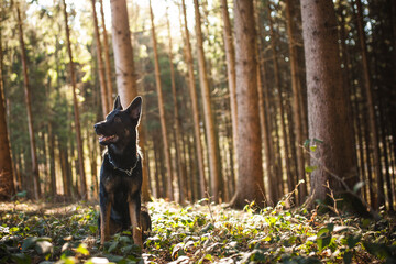 Portrait von einem deutschen sch&auml;ferhund in der Natur. Schwarzer hirte hund drau&szlig;en im Wald und beim See.