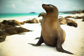 Naklejka premium Playful sea lion posing on beach in Galapagos Islands