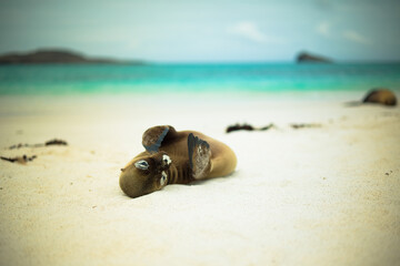 Playful sea lion posing on beach in Galapagos Islands