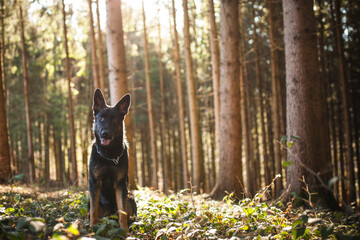 Fototapeta premium Portrait von einem deutschen schäferhund in der Natur. Schwarzer hirte hund draußen im Wald und beim See.