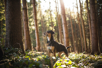 Portrait von einem Mischling Hund. Mixed Breed im Wald.