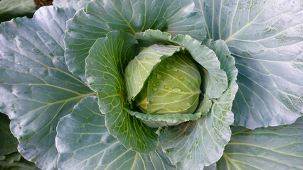 Obraz premium Background Fresh green vegetables for salad in organic farm