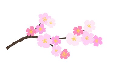 Delicate pink cherry blossoms, sakura branch isolated on white background. Blooming spring tree, orchard. Color vector drawing for cards, invitations, labels.