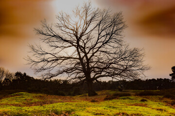 Obraz premium Bare tree under cloudy sky.