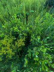 close-up view of beautiful lush green wild flowering greenery shrubs ground cover