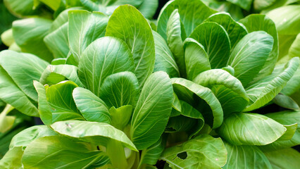 Background Fresh green vegetables for salad in organic farm