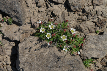 Flora of Kamchatka Peninsula: a close up of tiny white flowers of Saxifraga merkii (Micranthes merkii) growing among the stones in area of Gorely volcano, top view. Rockfoil flowers in the mountains